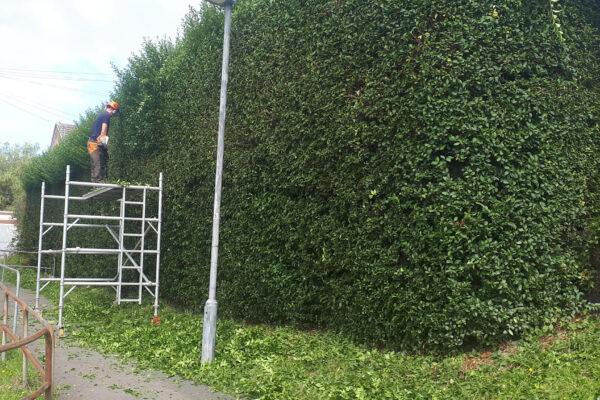 Hedge Maintenance