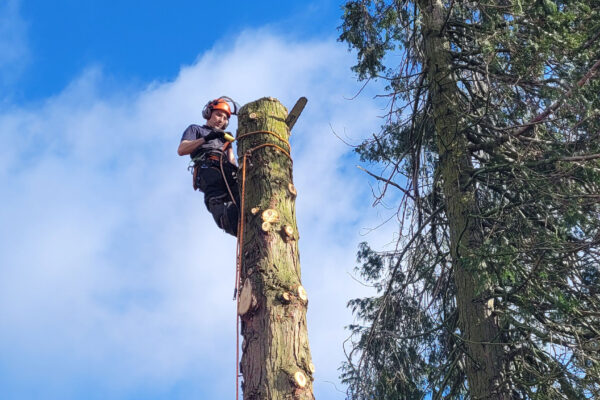 Tree Services