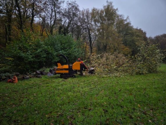 Oak Tree Felling in Cadoxton, Neath
