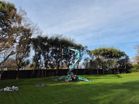 Eucalyptus Tree Top Trimming in Kittle, Gower