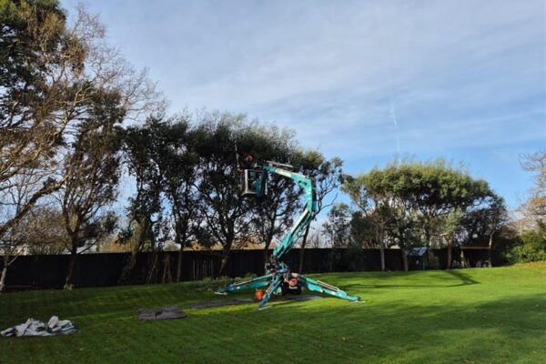 Eucalyptus Tree Top Trimming in Kittle, Gower