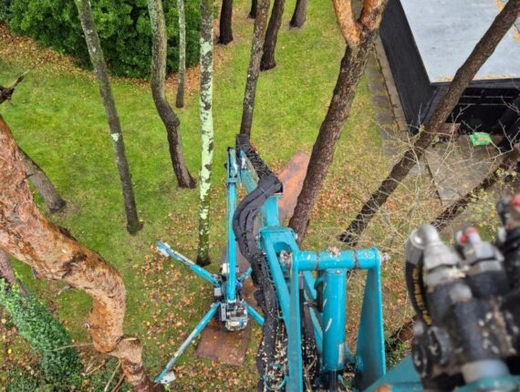 Defective Pine Tree Removal Using MEWP in Southgate, Gower