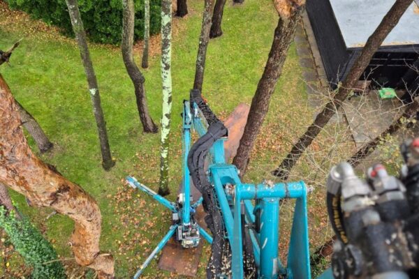 Defective Pine Tree Removal Using MEWP in Southgate, Gower