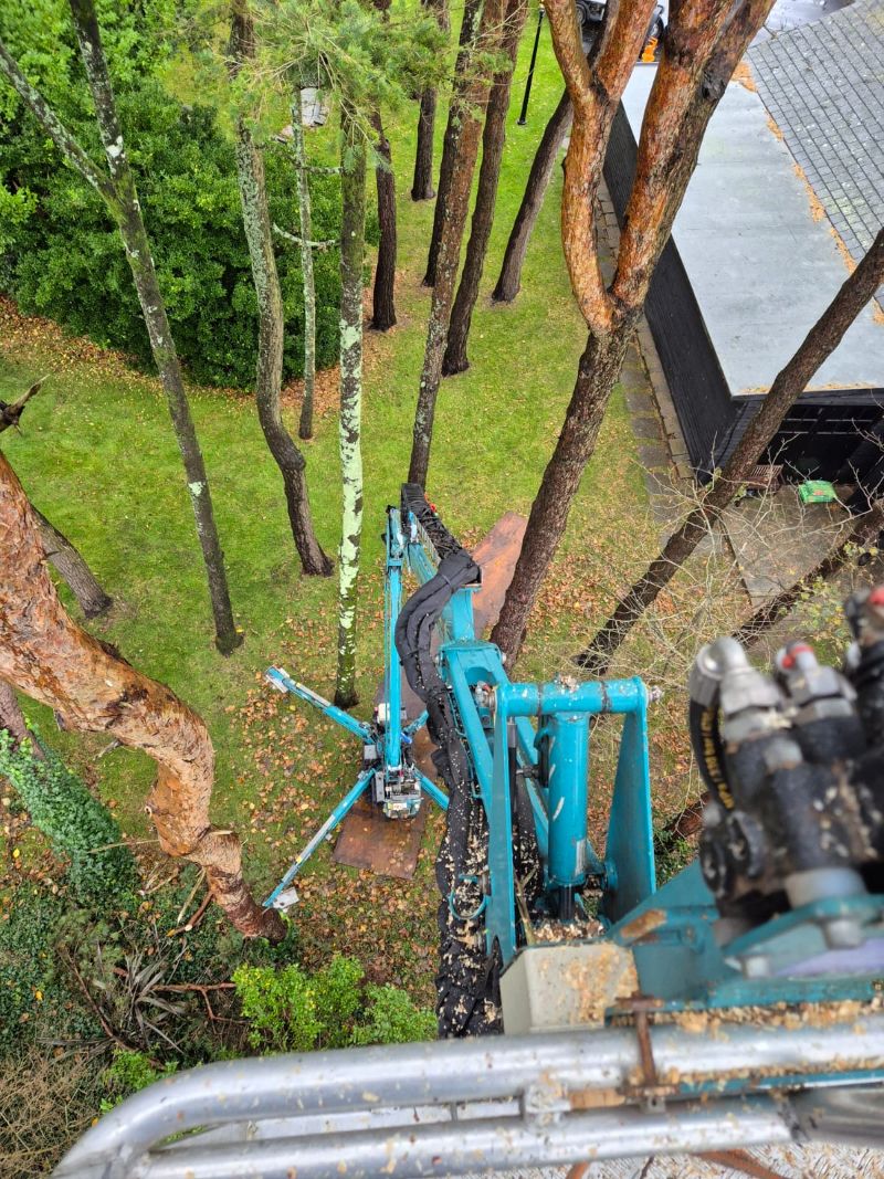 Defective Pine Tree Removal Using MEWP in Southgate, Gower | Humphreys ...