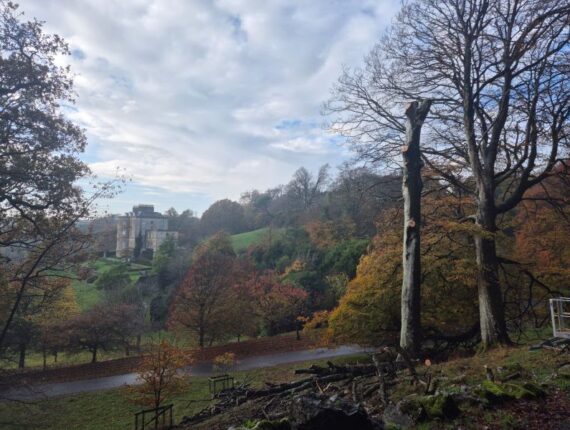 Large Dead Beech Tree Removal in Penrice/Oxwich, Gower