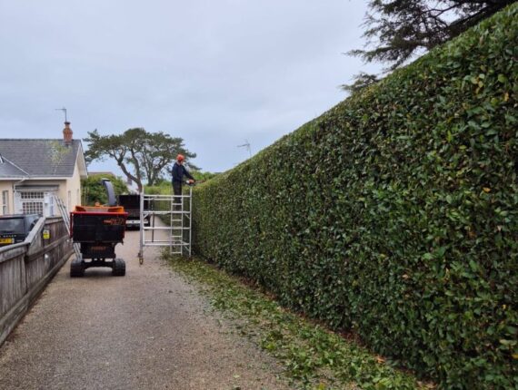 Annual Hedgerow Maintenance in Langland, Gower